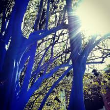 Résultat de recherche d'images pour "blue trees"