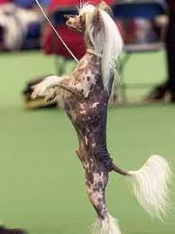 Image result for dog shows