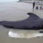 Whale dies from eating more