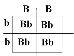 Image result for punnett square