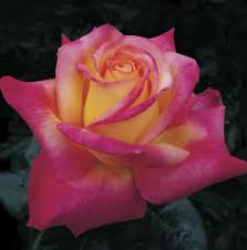 Image result for tea roses