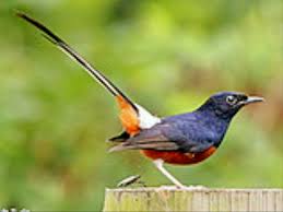 Hasil gambar untuk murai batu