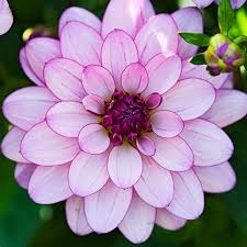 Image result for image of a flower