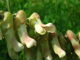 Image result for Sophora flavescens