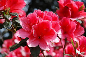 Image result for 杜鵑啼血