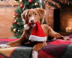 dog and owner celebrating Christmasの画像