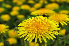 Image result for dandelion