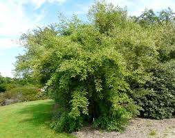 Image result for goumi