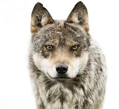 Image search result for 