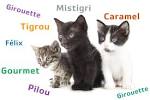 Conseils pour bien acceuillir son chaton Purina