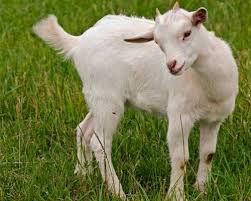 Image result for GOAT