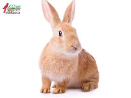 Image result for RABBIT