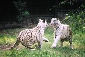 Resultado de imagen de national zoological park delhi