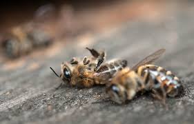 Harnessing the Power of Natural Sugar: Unleashing the 'Honeybee Syndrome' to Amplify Chemotherapy Effects in Cancer Treatment - 1