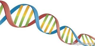Resultado de imagen de rosalind franklin adn para niños