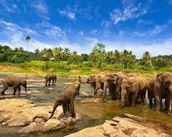 Gambar Taman Nasional Way Kambas, Kabupaten Lampung Barat