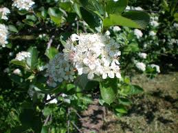 Image result for mustamarja-aronia