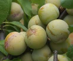 Image result for early transparent gage