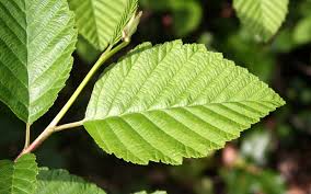 Image result for alder leaves