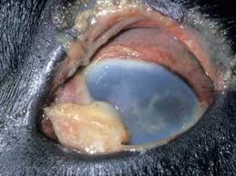 Image result for eyeball enucleation cattle
