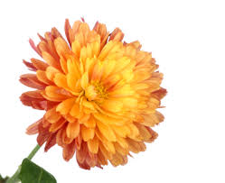 「chrysanthemum」的圖片搜尋結果