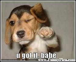 Képtalálat a következőre: „Funny dog”