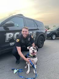 How to help a deaf dog with separation anxiety?