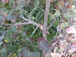 Résultat de recherche d'images pour "tree trunk repair grafts"