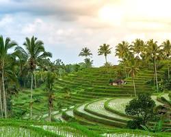 green rice paddy field in Bali