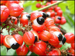 شاهد بالصور.....النبات الذى له عيون -  الغوارنا- بالكاكاو البرازيلي-  Paullinia cupana - plants has eyes 