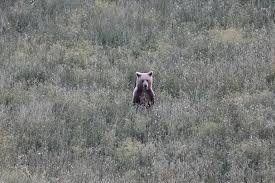 Teeth bared in Greece's bear-human showdown