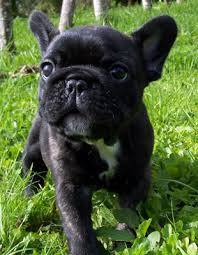 images?q=tbn:ANd9GcRlOrgalrW49XmvSoQ6fQjla8JPZLsEy7JqOF3A-RGdPoO157TZ