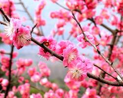 Taiwanese plum blossom的圖片