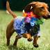 Sausage dog races take centre stage at Bungendore Show