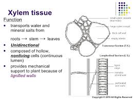 Image result for XYLEM