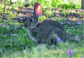 Resultat d'imatges de conills i caçadors