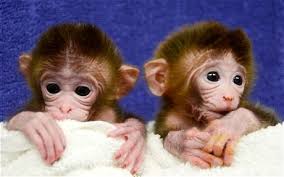 Image result for MONKEYS