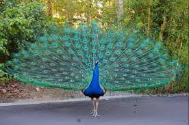 Hasil gambar untuk gambar pasangan burung merak