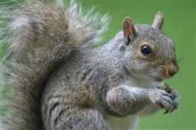 Image result for grey squirrels