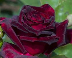 Изображение: Роза Black Baccara