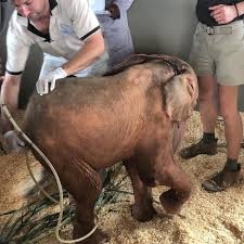 Update on our patient, Albino elephant calf, Sunshine. This ...