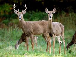 Image result for buck pictures