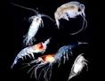 Zooplankton Are Eating Plastic, And That s Bad News For Ocean