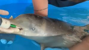 Juan Carlos, el delfín que rescató su nombre: un viaje desde Rocha a Brasil