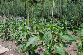 pepper plants ile ilgili görsel sonucu