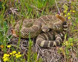 Image of Western Rattlesnake