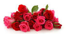 Valentine Roses - Send Valentine s Day Roses, Rose Bouquets