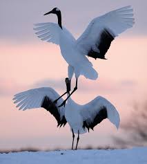 「丹頂鶴」的圖片搜尋結果