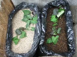 「ボラ土」の画像検索結果