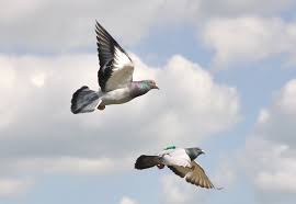 Image result for pigeons